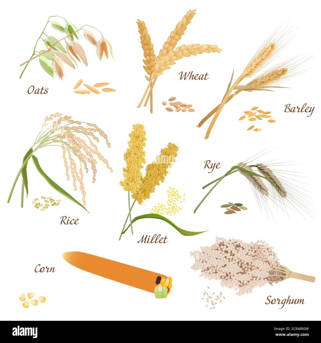 Getreidepflanzen Vektor-Symbole Illustrationen. Hafer Weizen Gerste Roggen Hirse Reis Sorghum Mais Set Stock Vektor