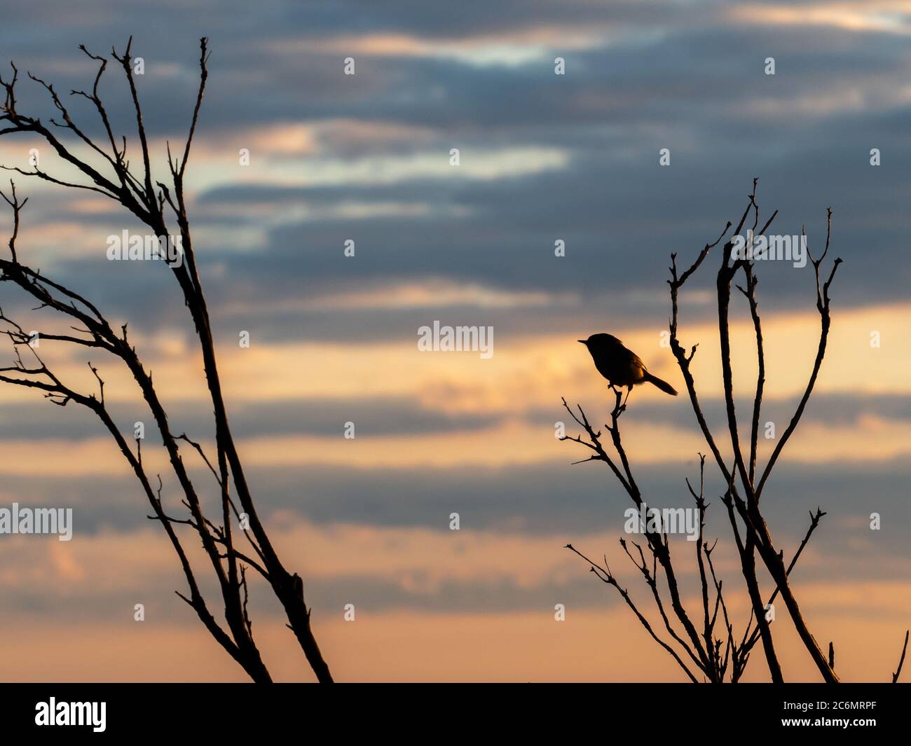 Kleiner Vogel auf einem Zweig, der vor einem bewölkten Sonnenuntergang umschellt wurde Stockfoto