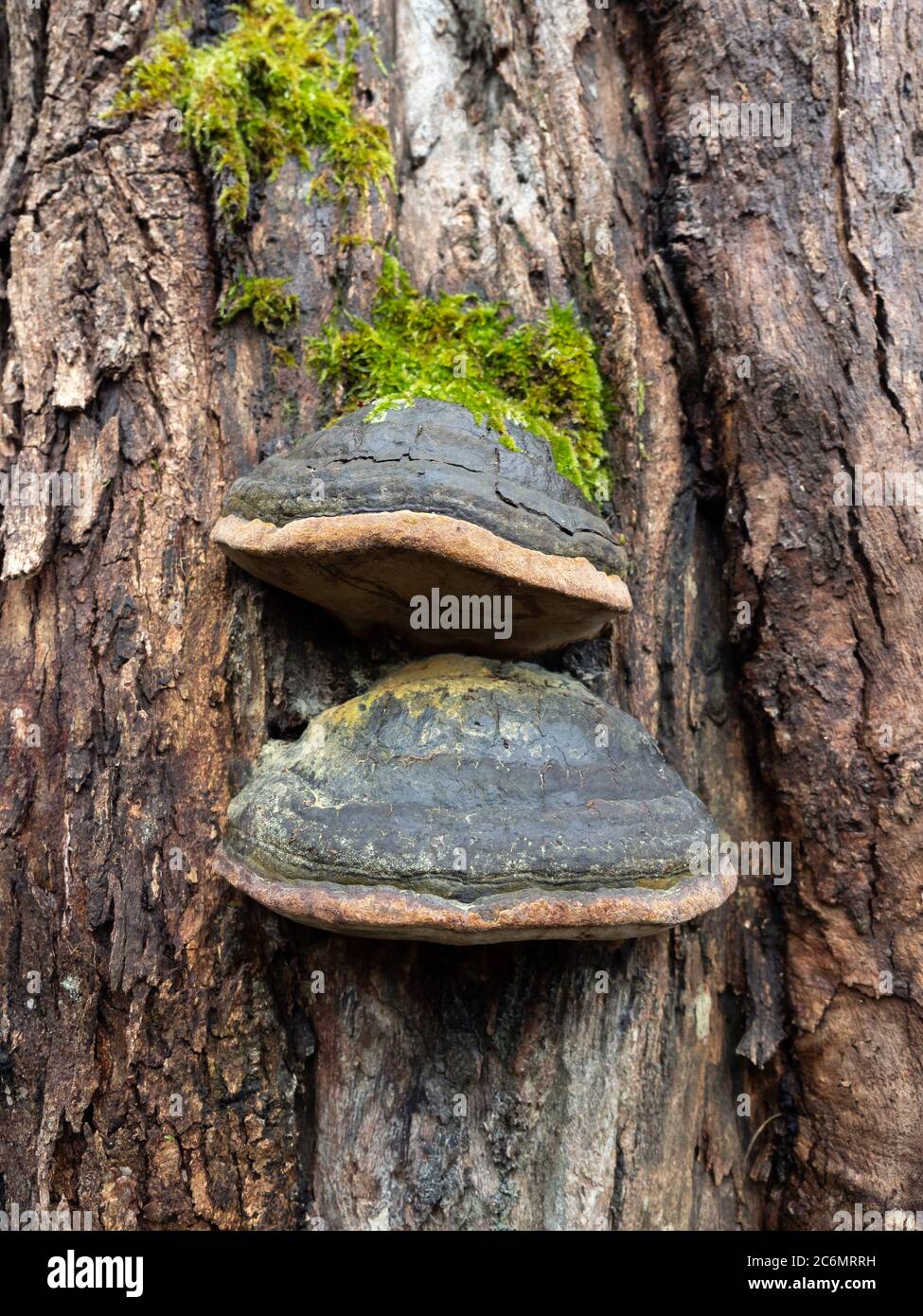 Regalpilz wächst auf einem Baum, Australien. Stockfoto