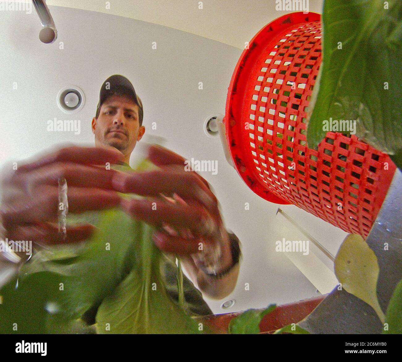 Reece Latron reinigt und prüft jedes Blatt von Amy's Biogarten am 5. Mai 2011 geerntet, in Charles City, VA in der Vorbereitung für ein Bauernmarkt morgen. Alles, was weniger als perfekt wird kompostiert werden. Der Hof nimmt auch mit Fall Line Farmen eine lokale Essen Kooperative in der Richmond, VA-Bereich, bietet eine breite Palette von Haushalts Grundnahrungsmittel und spezielle Produkte auf einem sich ständig verändernden bestand aus Obst, Gemüse, Fleisch, Seifen, Eier, Käse, Blumen, Honig, Pasta, Saucen, Sirupe, Backwaren, Pilze, Mehl und Körner. Lieferanten post was Sie haben auf einem Lulus lokales Essen onli Stockfoto