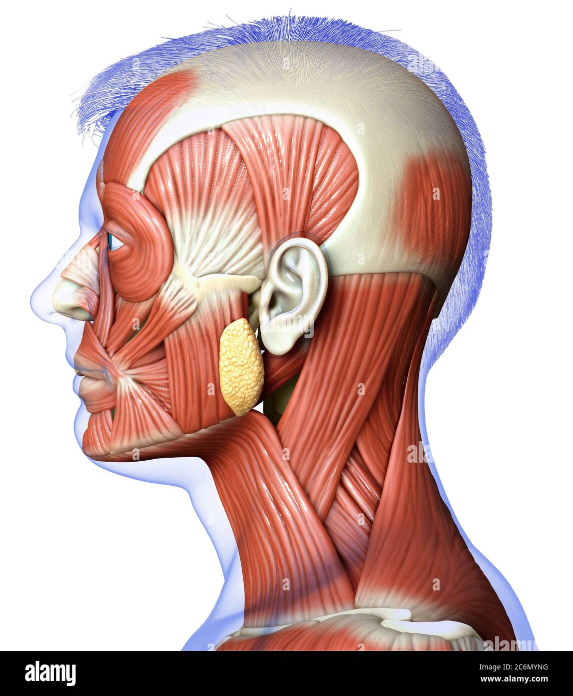 3d-Rendering medizinische Illustration der männlichen Kopf Anatomie für den Unterricht Stockfoto