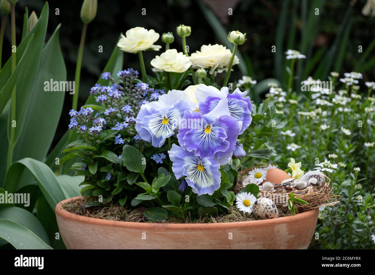 Pflanztopf mit blauen Viola-Blüten, Vergiss mich nicht Blumen und weißen Ranunculus Stockfoto