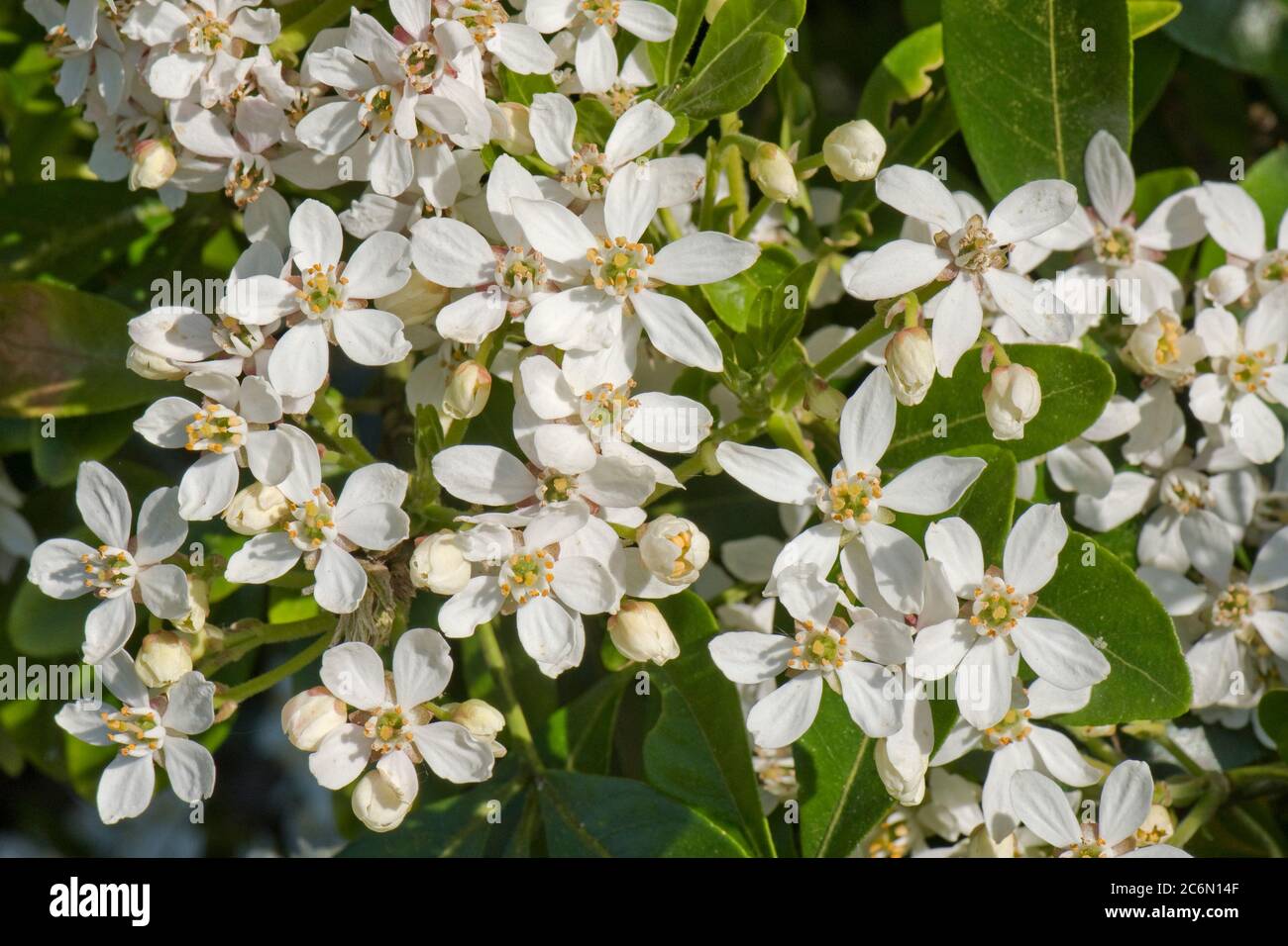 Mexikanische Orangenblüte (Choisya ternata) weiße duftende Blüten auf einem Ziergarten Strauch im Frühjahr, Berkshire, Mai Stockfoto