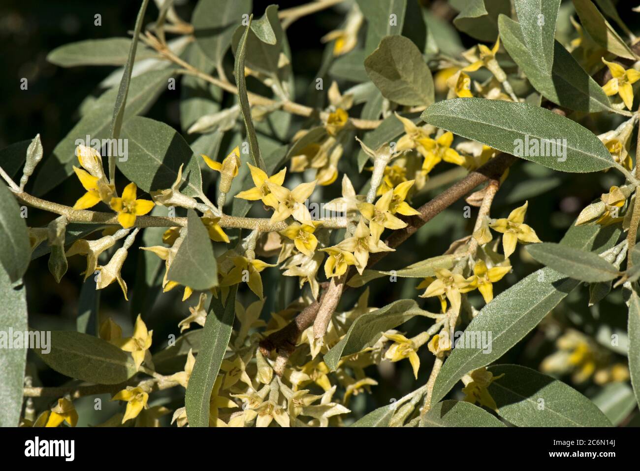 Elaeagnus angustifolia 'Quicksilver' gelbe, duftende, sternförmige Blüten auf und Zierstrauch mit graugrünen Blättern, Berkshire, Mai Stockfoto