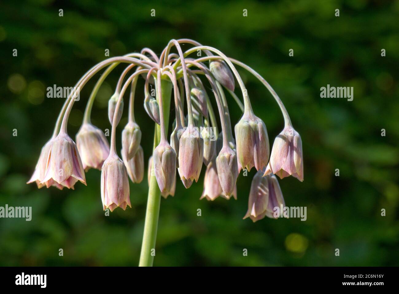 Sizilianischer Honig Knoblauch (Allium oder Nectaroscordum siculum) blühende Allium Arten. Veru attraktiv für Insektenbestäuber, Berkshire, Mai Stockfoto