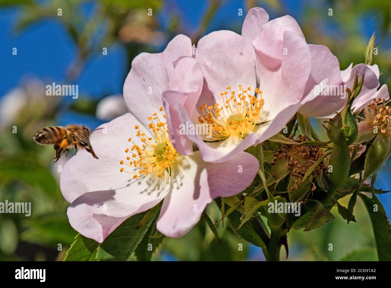 Eine Honigbiene (APIs mellifera), die eine rosa Blume einer Hundsrose (Rosa canina) auf einer hellen Quelle mit gelben Anthern besucht, Berkshire, Mai Stockfoto