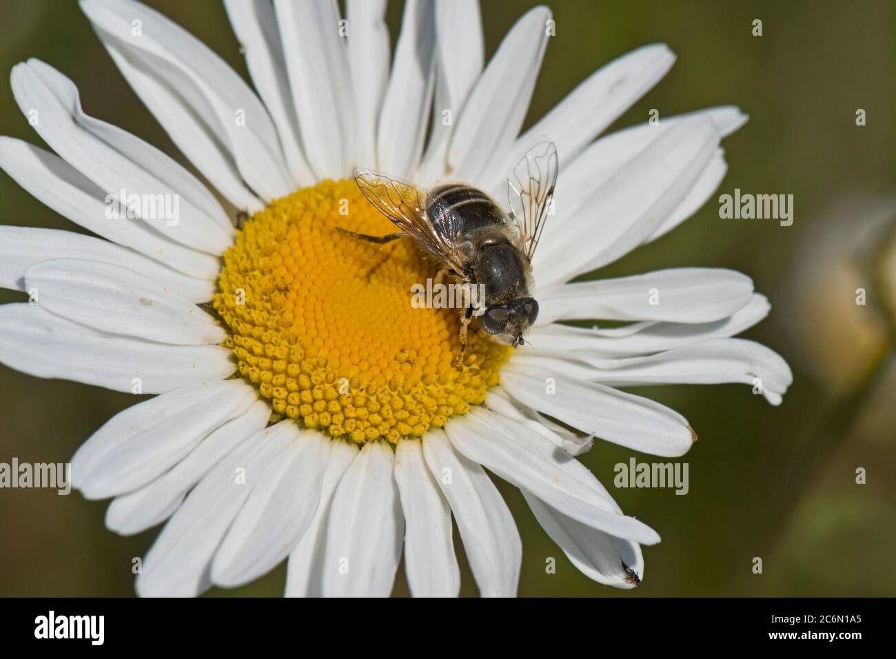 Eine Drohnenfliege (Erisatalis tenax) eine weibliche Schwebefliege, die eine Auerblumenkerne (Leucanthemum vulgare) besucht, Berkshire, Mai Stockfoto