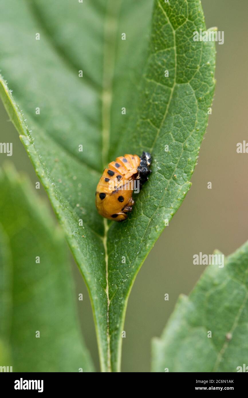 Die Pupa eines Seven-Spot Ladybird (Coccinella septempunctata) auf einem Blatt, Juni Stockfoto