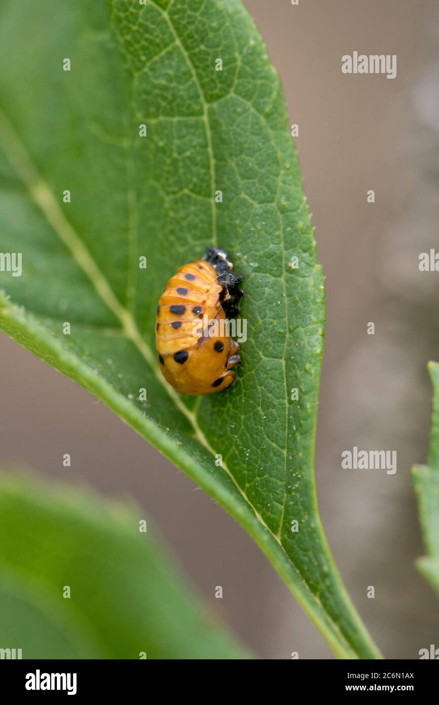 Die Pupa eines Seven-Spot Ladybird (Coccinella septempunctata) auf einem Blatt, Juni Stockfoto