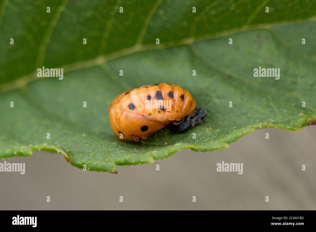 Die Pupa eines Seven-Spot Ladybird (Coccinella septempunctata) auf einem Blatt, Juni Stockfoto