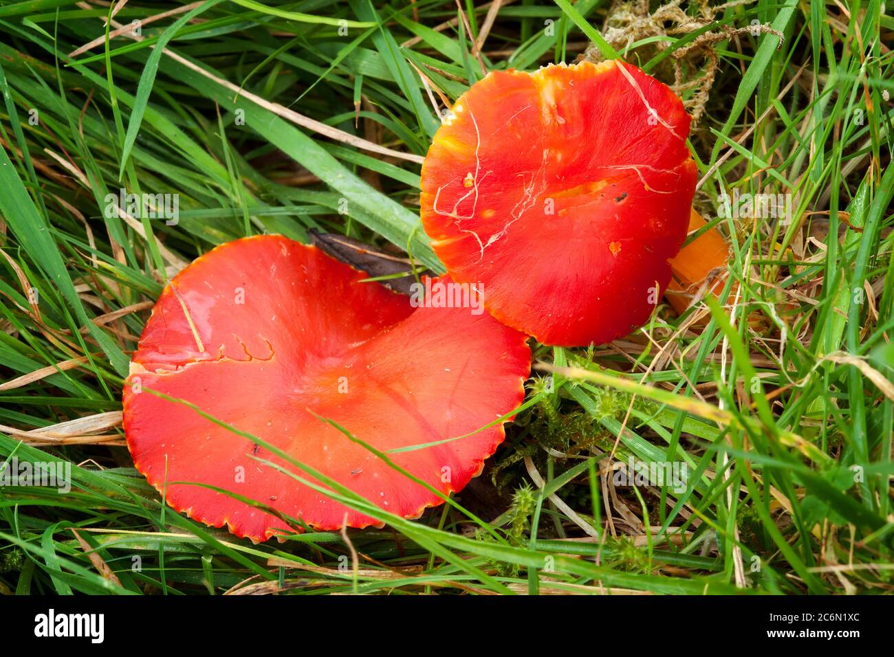 Scharlach-Wachskappenpilz (Hygrocybe coccinea) einige Male Red Waxcap genannt wird in der Regel auf beschnittenen Grasland oder alten Rasen im Herbst gefunden Stockfoto