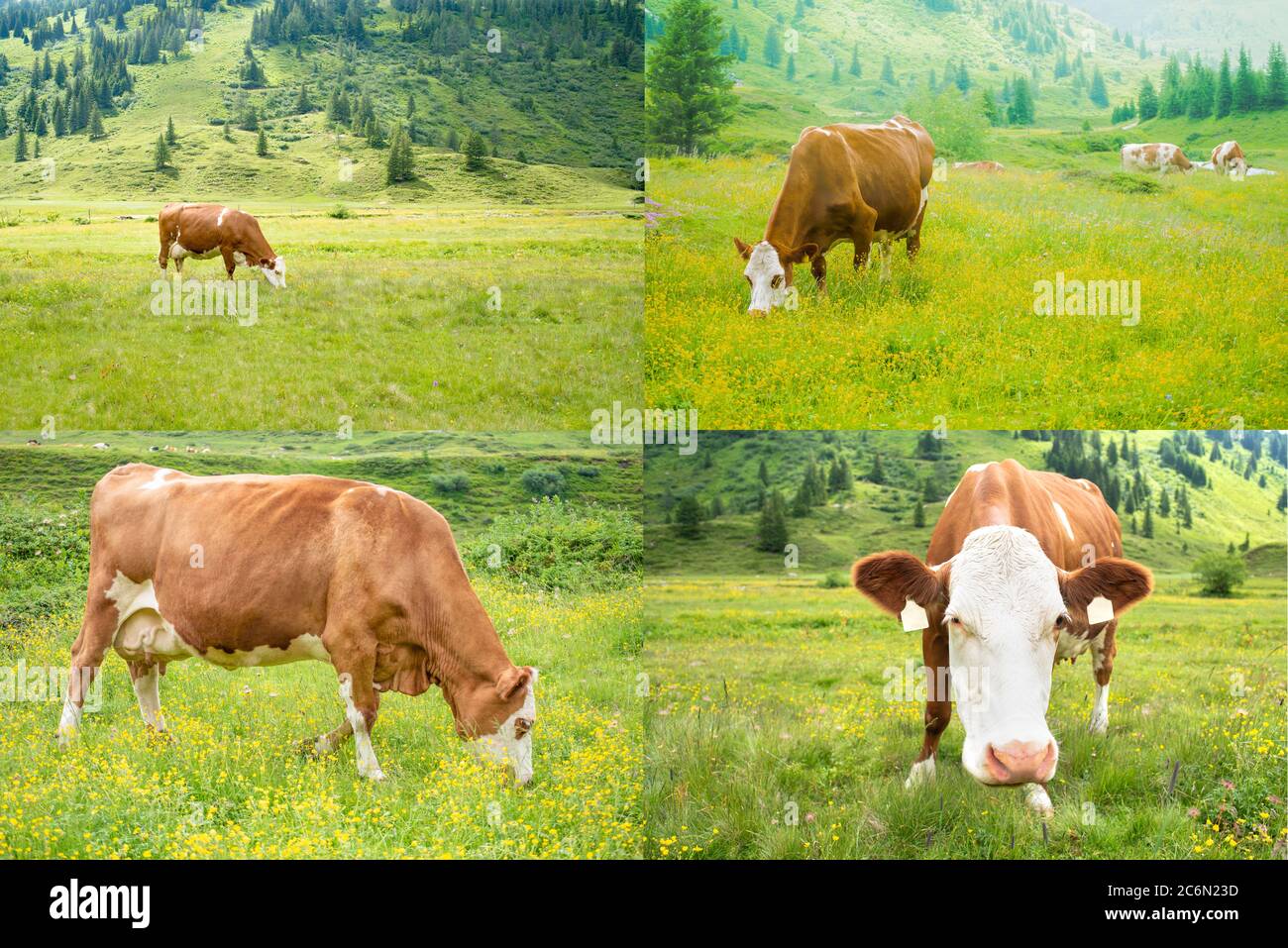 Collage mit Rindern auf Gras, Mittagessen, vier Fotos Stockfoto