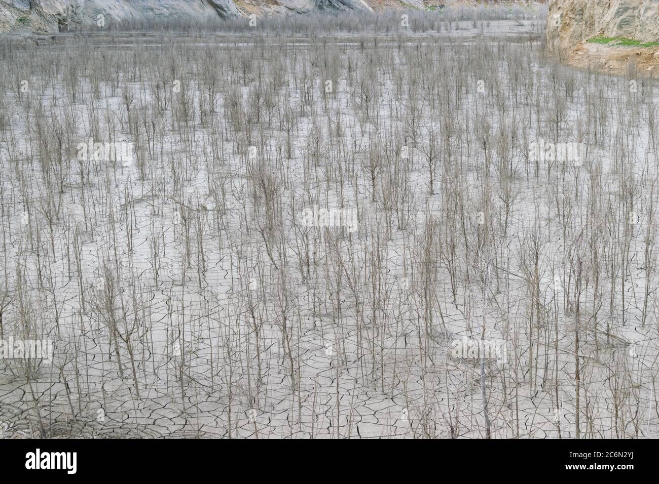 Toller Blick auf eine völlig trockene Naturgegend mit Rissen im Boden und vielen toten Bäumen. Stockfoto