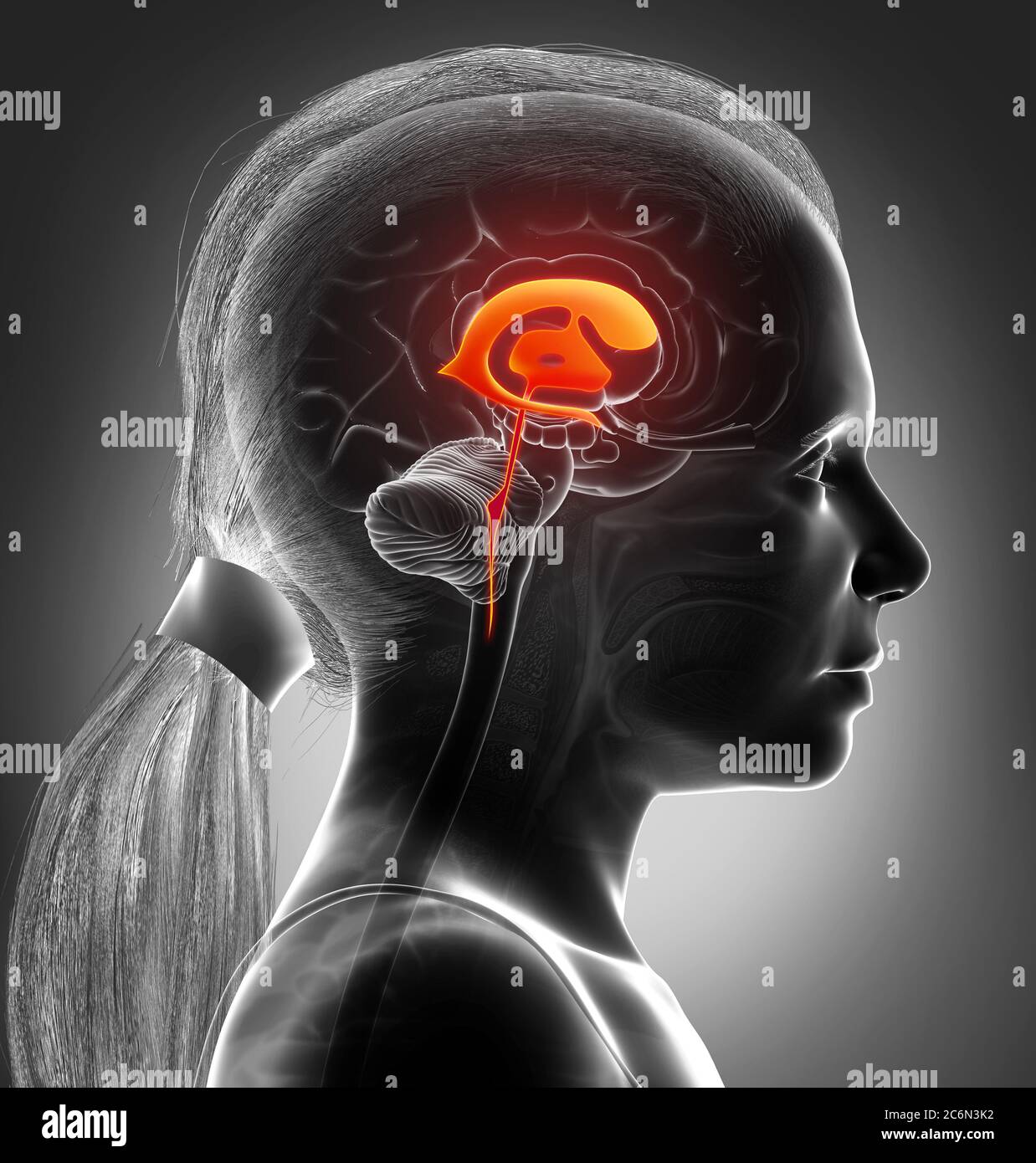 3d Rendering medizinische Illustration eines Mädchens Hirnventrikel Anatomie Stockfoto