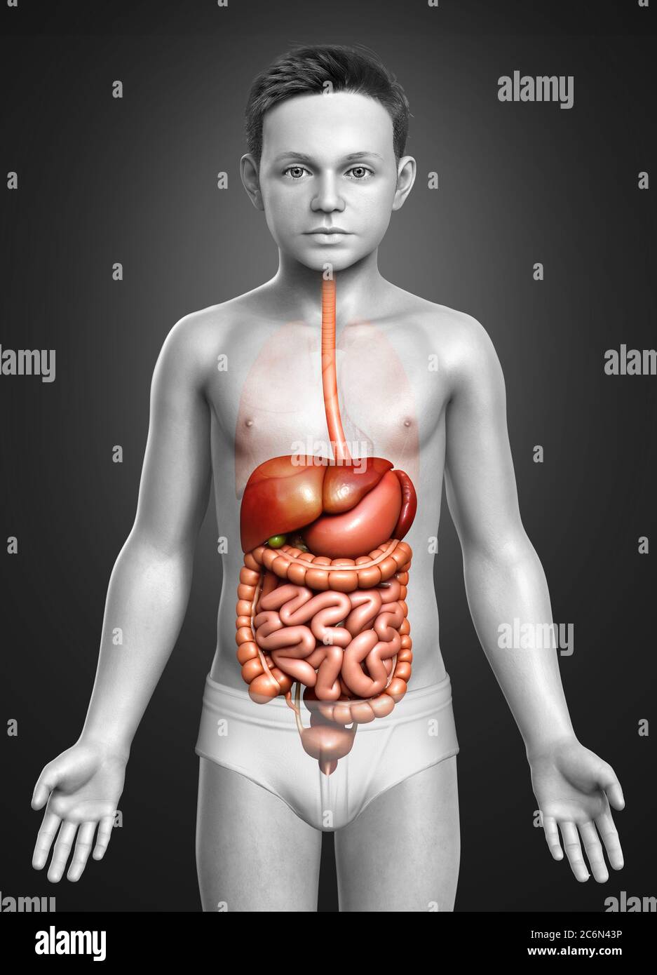 3d gerendert medizinisch genaue Illustration des Jungen Verdauungssystem Stockfoto