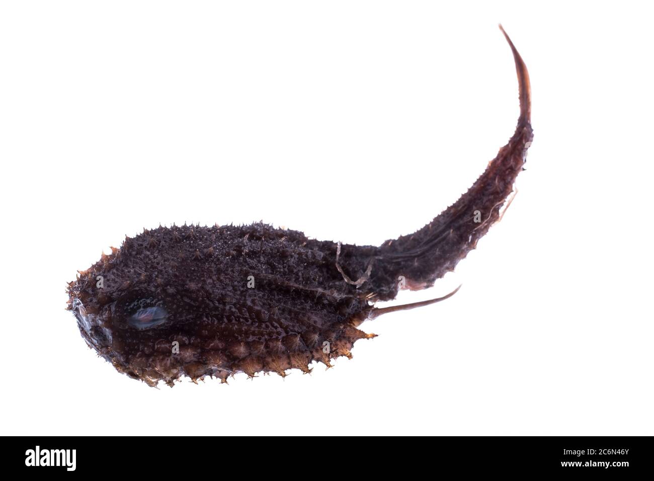 Dibranchus spinosus gefischt im Ostatlantischen Ozean, aus der Sammlung des spanischen Instituts für Ozeanographie von Malaga, Spanien. Stockfoto