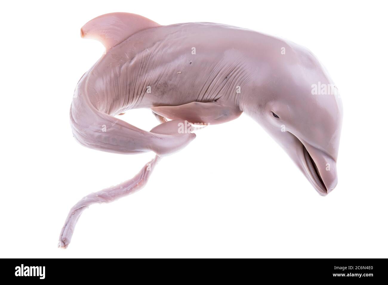 Delphine abgetriebener Embryo aus der Sammlung des spanischen Instituts für Ozeanographie von Malaga, Spanien. Stockfoto