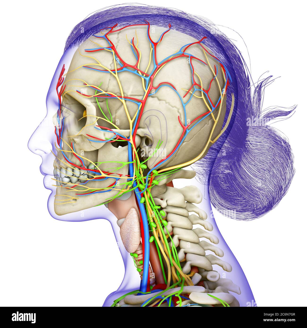 3d-Rendering medizinische Illustration der weiblichen Kopf Anatomie für den Unterricht Stockfoto