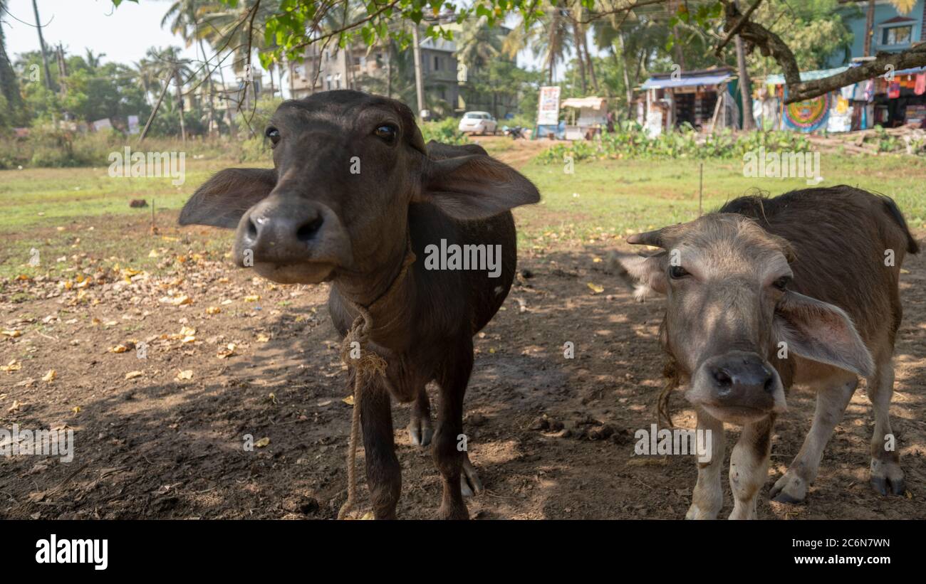 Die jungen Kühe weiden auf einer Wiese. Die Tiere winken ihre Ohren, um lästige Fliegen abzuwehren. Stockfoto