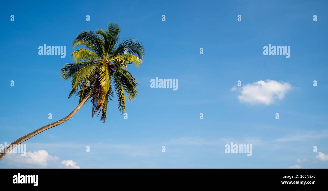 Die Palme im Hintergrund ein sonniger blauer Himmel mit den weißen Wolken. Stockfoto