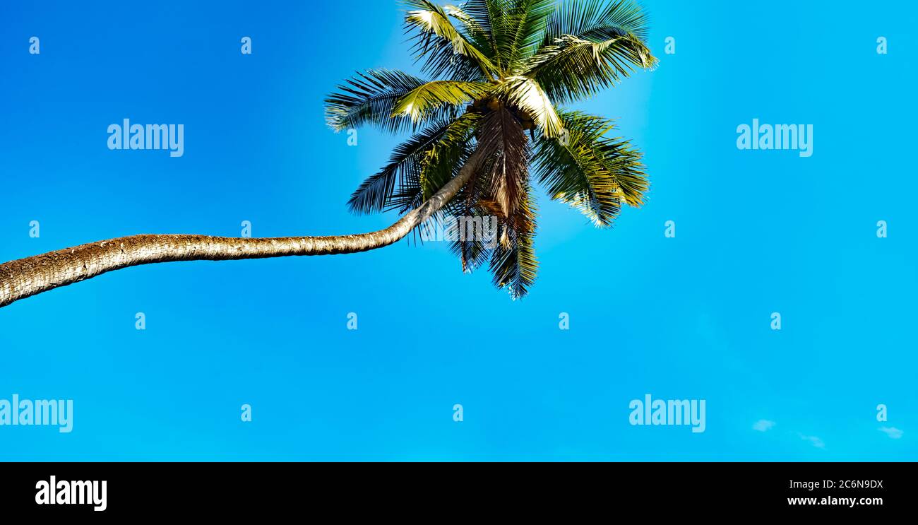 Die Palme im Hintergrund ein sonniger blauer Himmel mit den weißen Wolken. Stockfoto