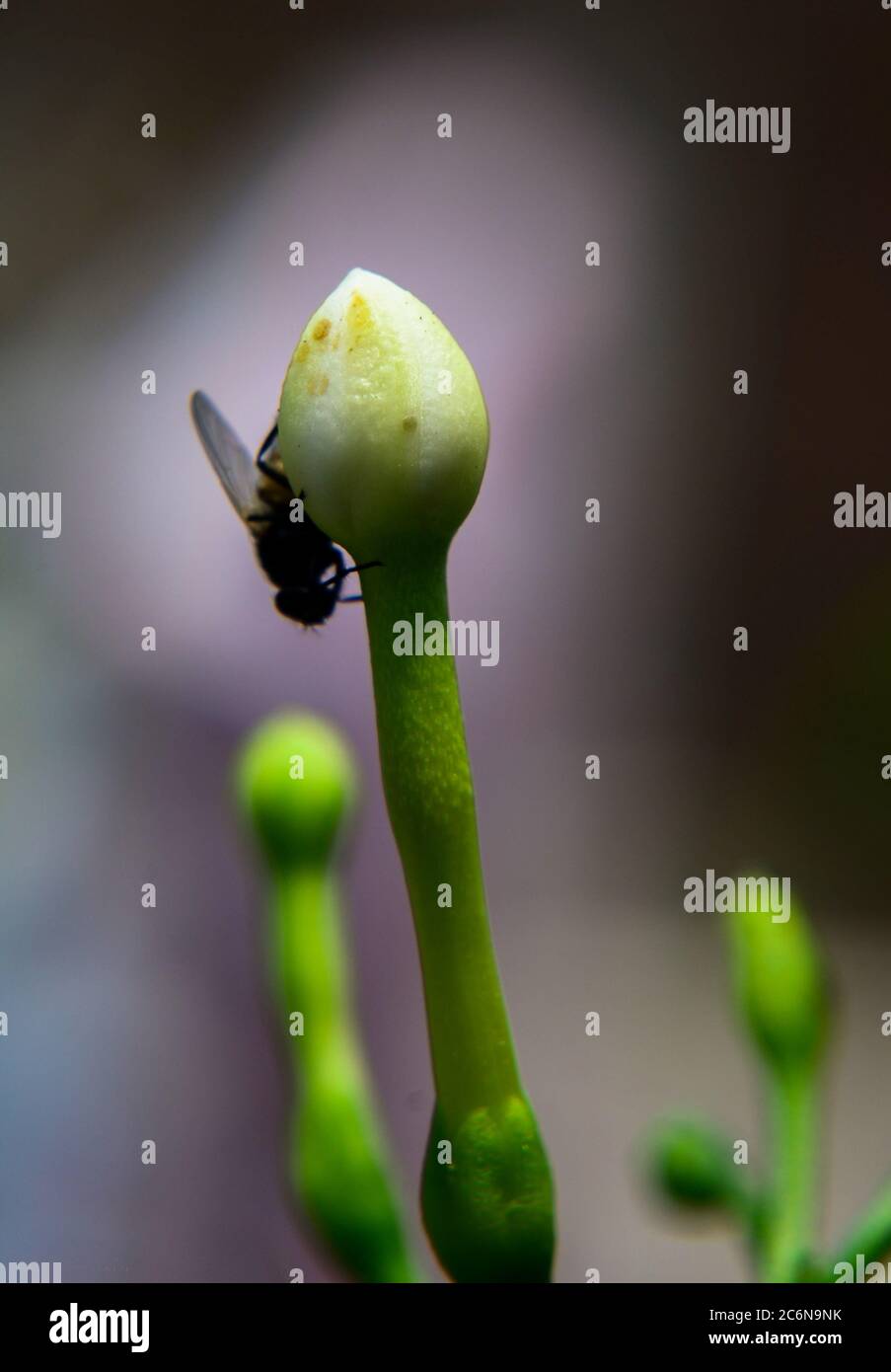 Eine Knospe Blume mit House Fly Stockfoto