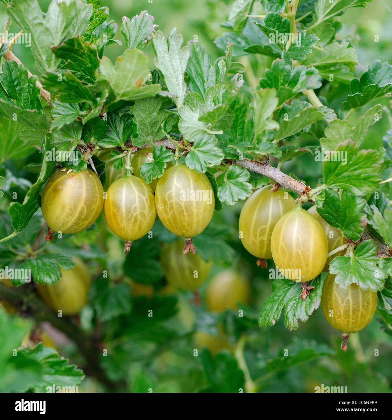 Ribes uva-Crispa Gelbe Triumph Beere, Ribes uva-Crispa Yellow Triumph Berry Stockfoto