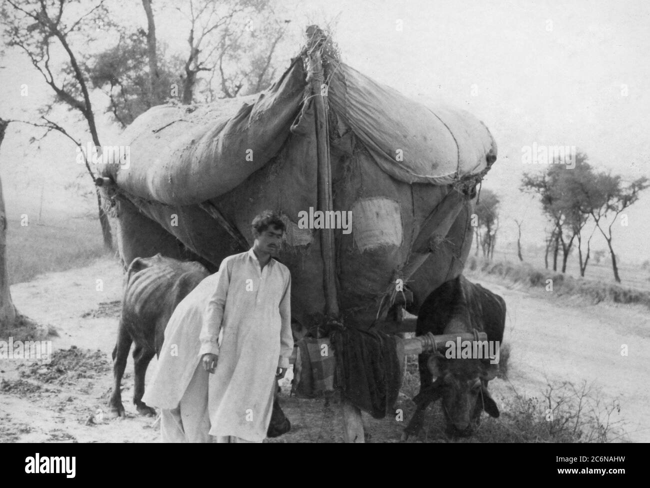 Bangladesh Reisernte Stockfoto