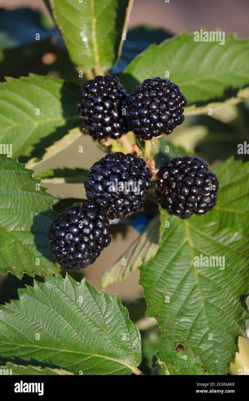 Stachellose Brombeere Rubus fruticosus Chester dornlos, stachellos Brombeere Rubus fruticosus Chester dornlos Stockfoto