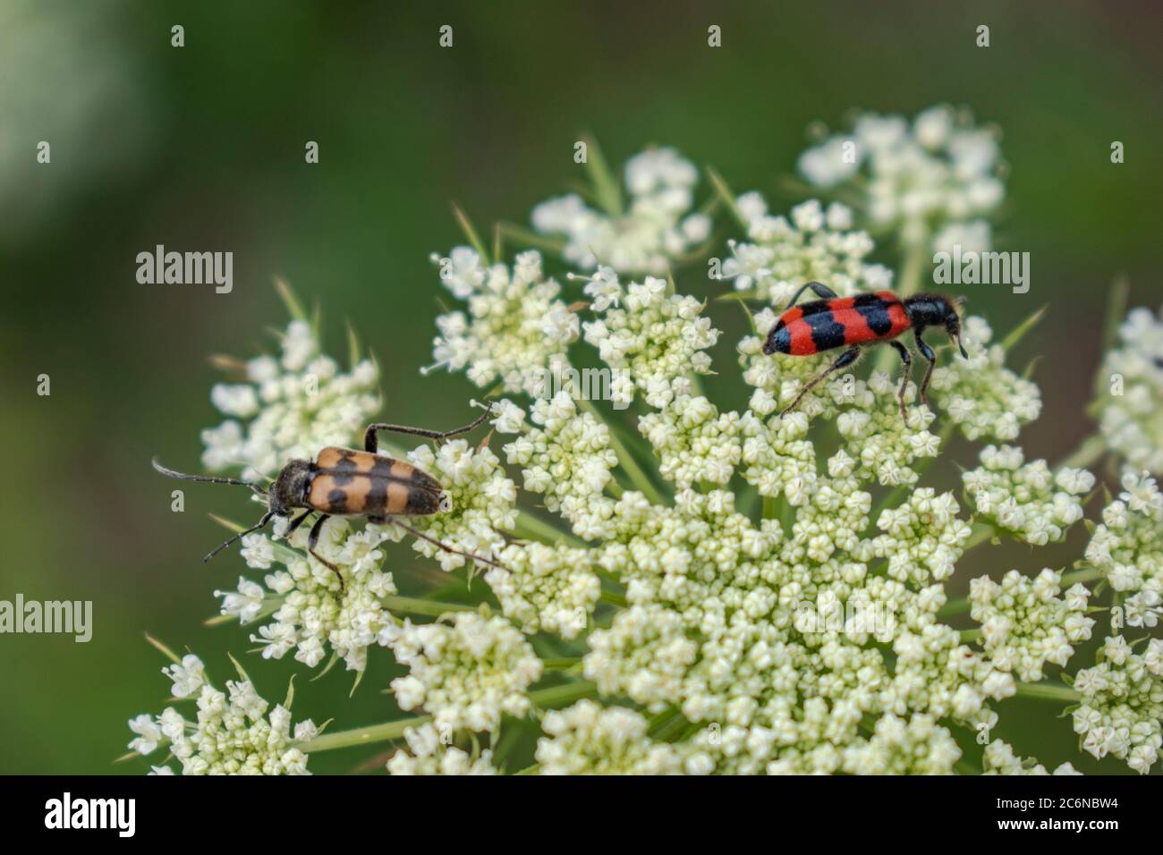 Rot und braun Mylabris variabilis, gestreifte Blisterkäfer auf Karottenblüte Stockfoto