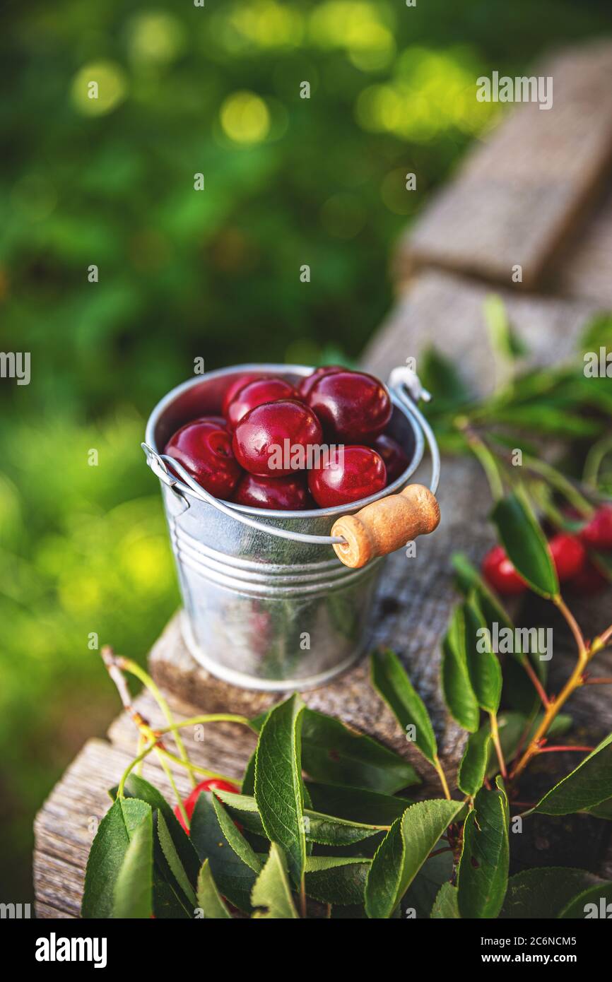 Kleiner Eimer voll mit reifen Sauerkirschen, Außenaufnahme Stockfoto