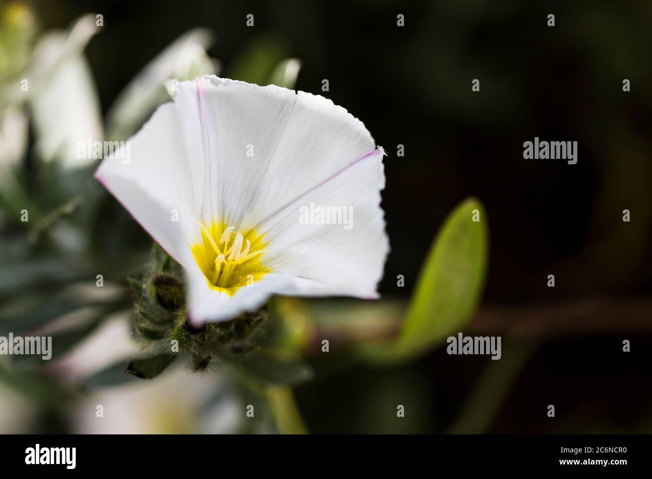 Convolvulus arvensis Bindweed Morgenruhm. Stockfoto