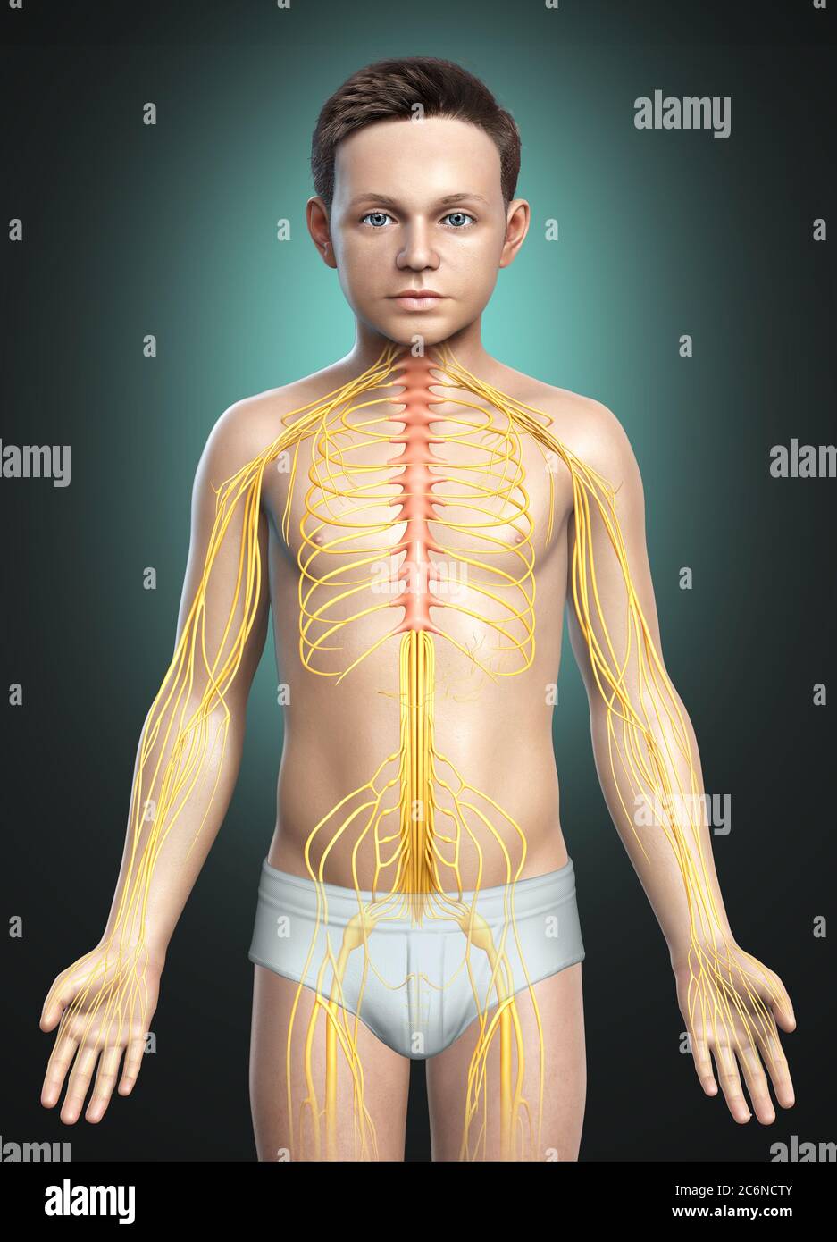 3d-gerendert medizinisch genaue Darstellung eines jungen Nervensystem Stockfoto