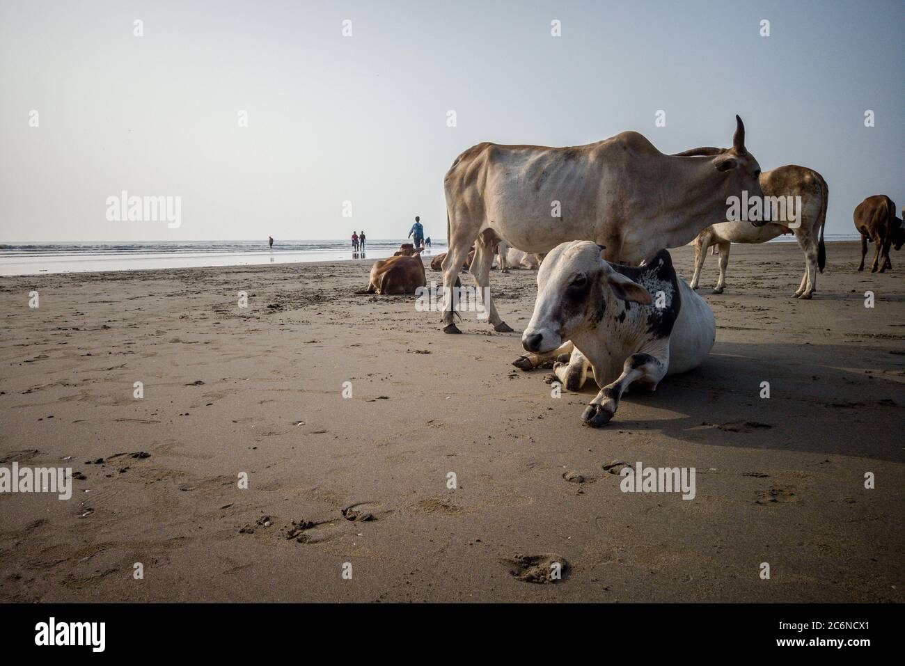 Kühe am Strand in Indien, Kühe ruhen auf einem Strand in Goa. Heilige indische Kühe ruhen am Strand Stockfoto