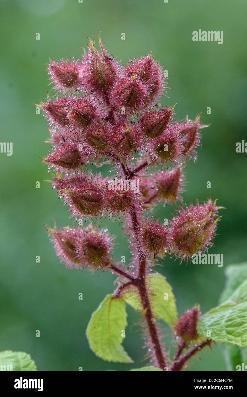 Japanische Weinbeere Rubus phoenicolasius, Japanischer Wein Rubus phoenicolasius Stockfoto