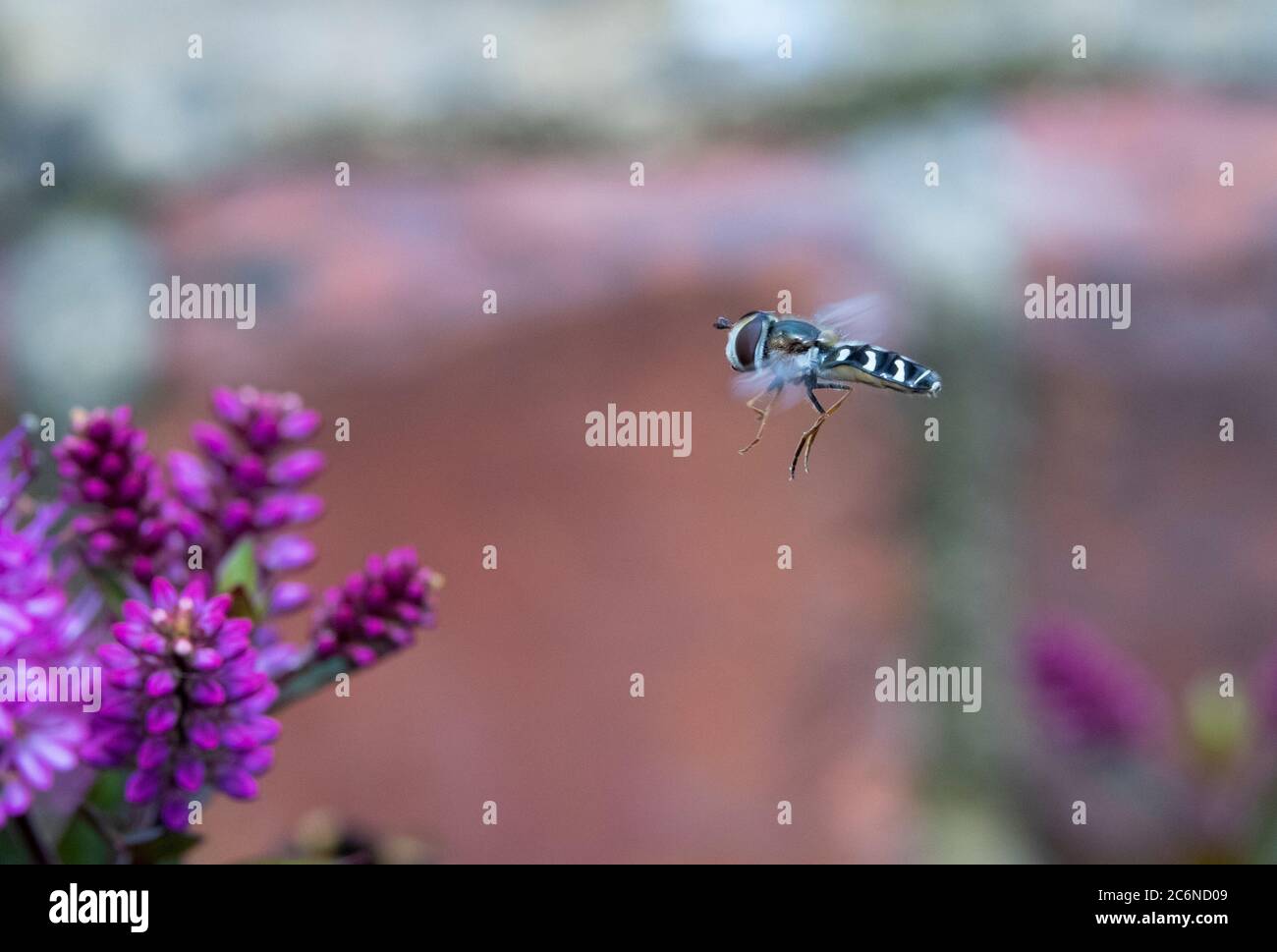 Scaeva pyrastri Schwebefliege schwebt über hebe Blumen Stockfoto