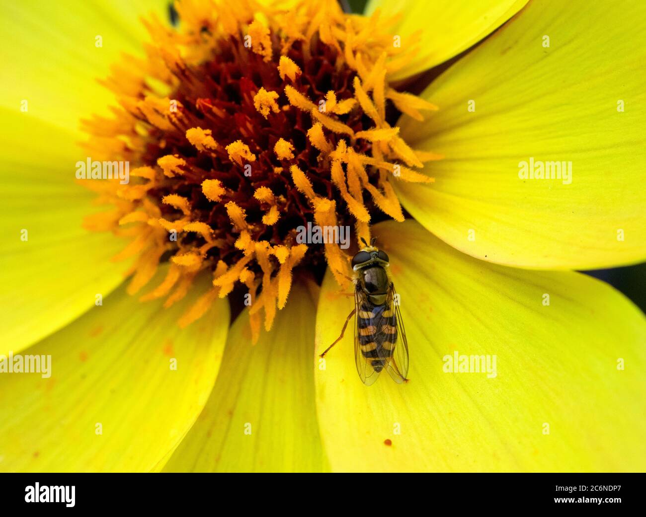 Weibliche Eupeodes corollae Schwebefliege auf Dahlia Blume Stockfoto