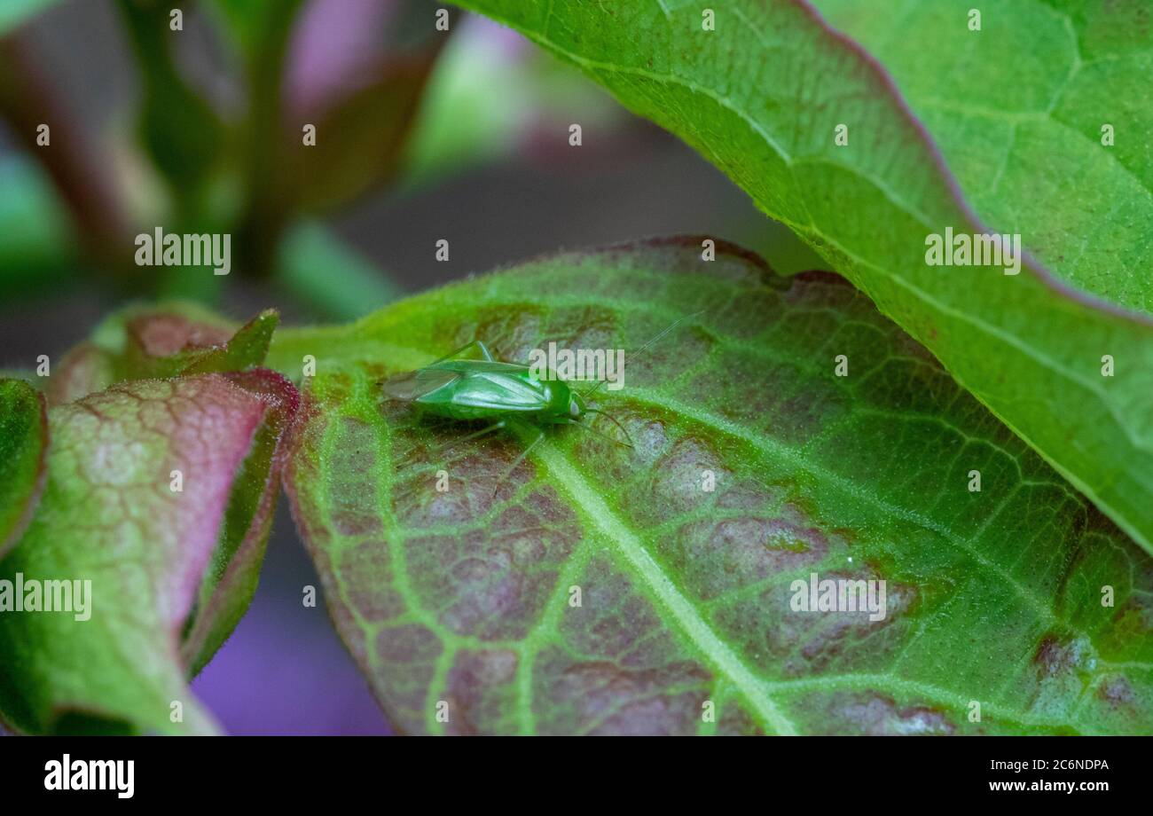 Apolygus spinolae Käfer auf Blatt Stockfoto