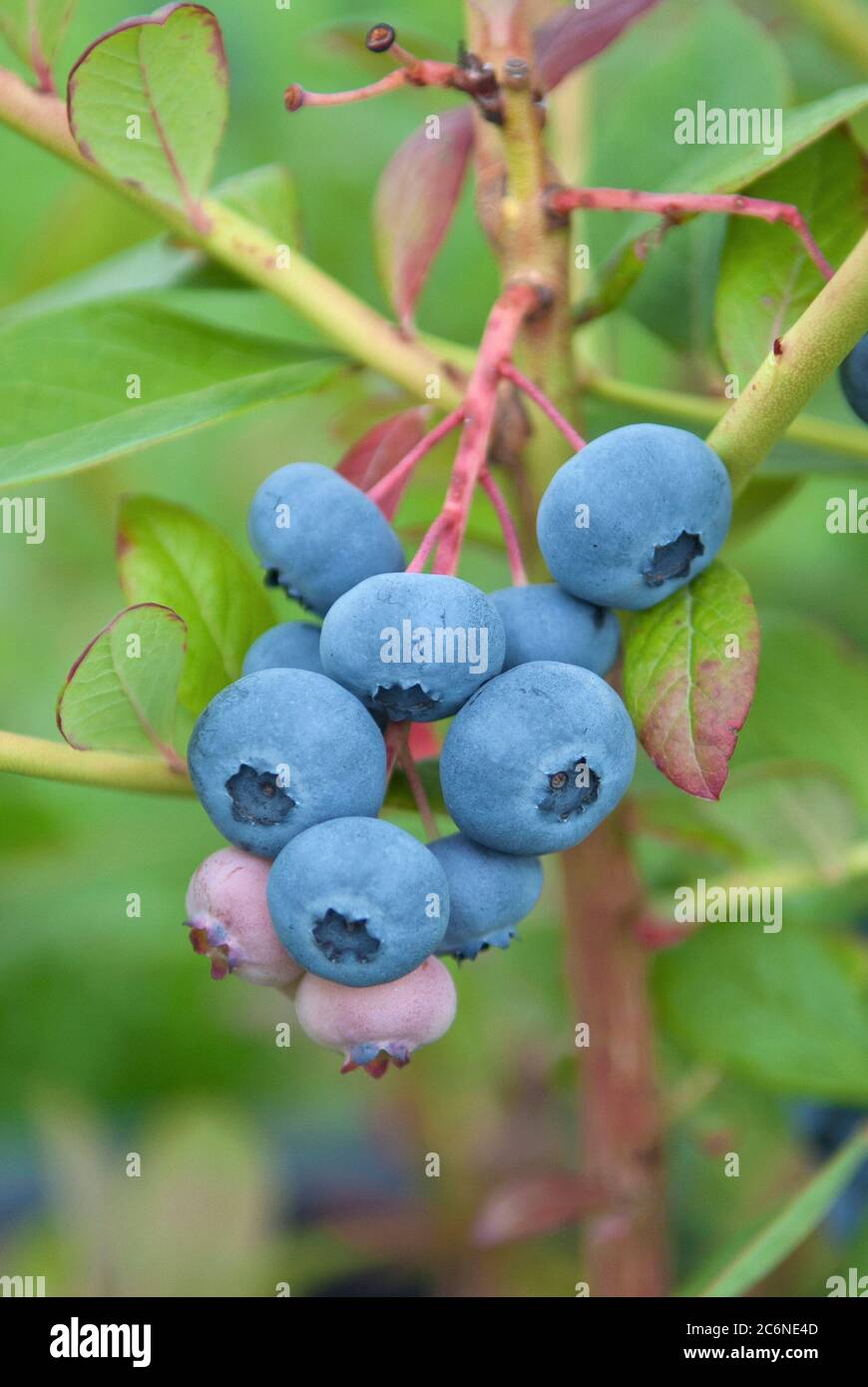 Heidelbeere Vaccinium corymbosum Chandler, Heidelbeere Vaccinium corymbosum Chandler Stockfoto