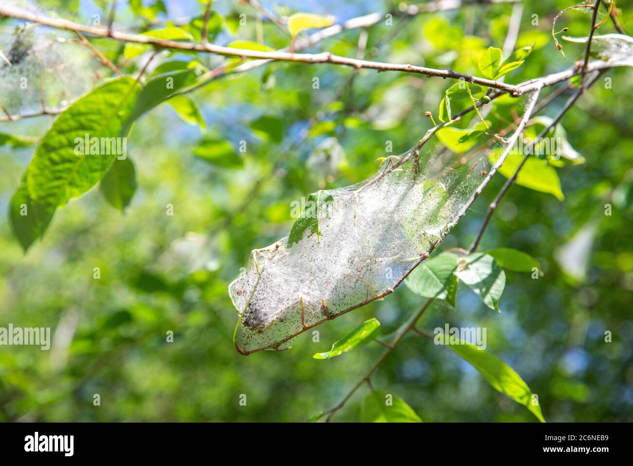 Mottennest im baum Fotos und Bildmaterial in hoher Auflösung Alamy