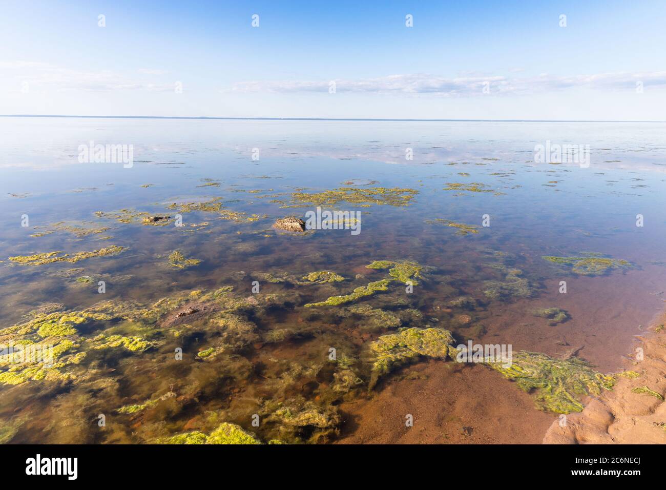 Konzept der toten Natur. Schmutziges Abwasser verursachte ein schnelles Wachstum von giftigen Algen in See, Meer. Wasserverschmutzung. Ökologisches Problem. Zerstörung von Wildtieren Stockfoto