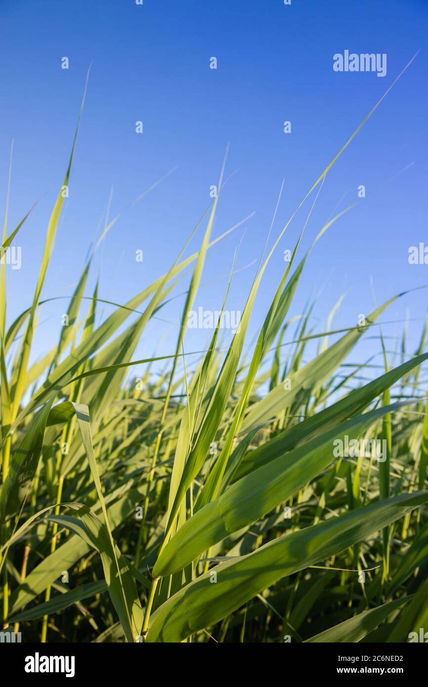 Frisches grünes Schilf mit üppigen langen Blättern, die sich vom Wind am Strand über blauem Himmel bewegen. Sommerhintergrund Stockfoto