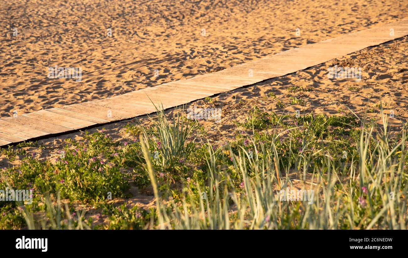 Ökologischer Wanderweg im Nationalpark durch Sanddünen, Strand, Sanddickichte und Pflanzen, Holzweg durch geschützte Umgebung. Wild pla Stockfoto