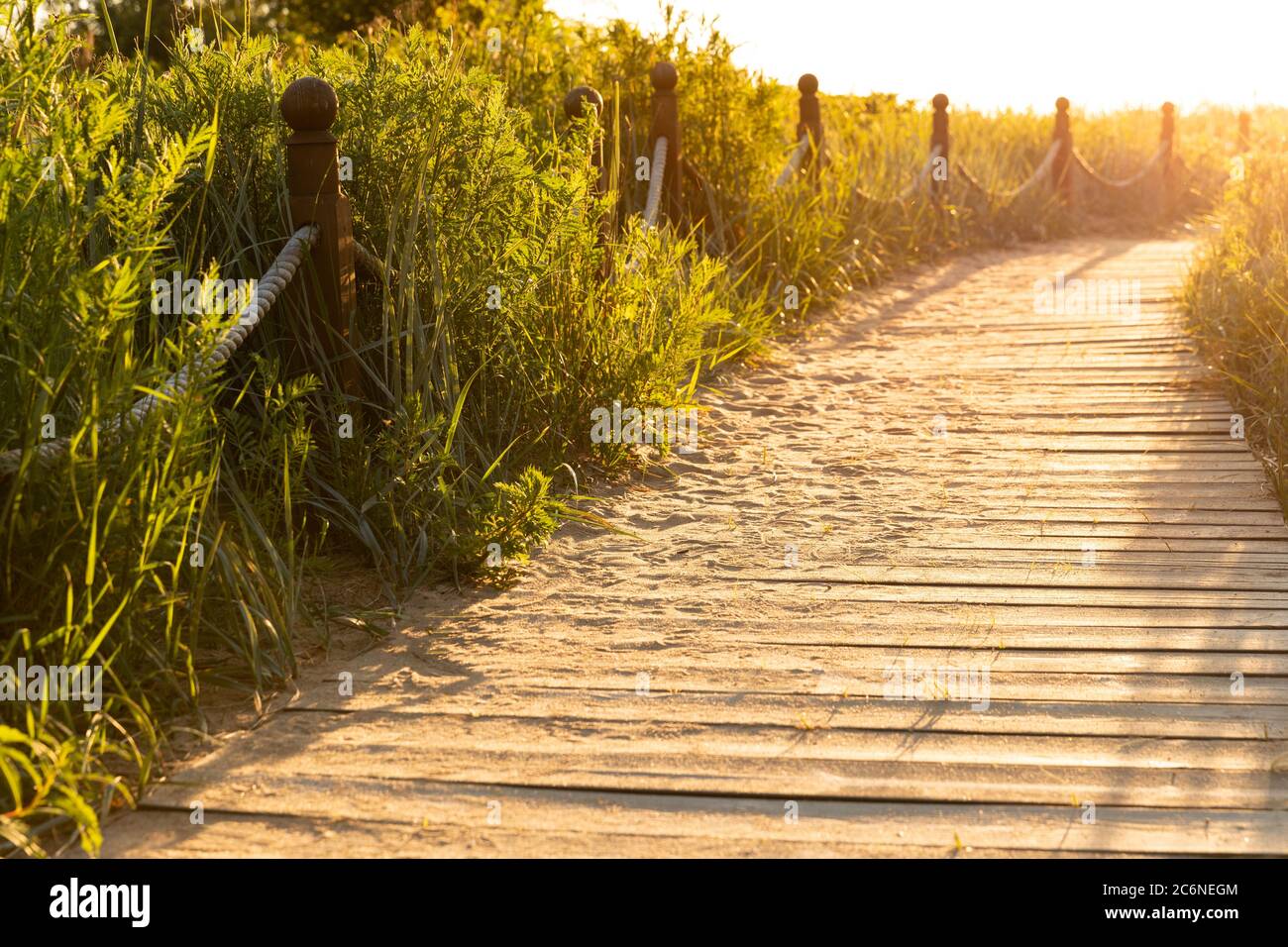 Ökologischer Wanderweg im Nationalpark durch Sanddünen, Strand, Sanddickichte und Pflanzen, Holzweg durch geschützte Umgebung. Wild pla Stockfoto