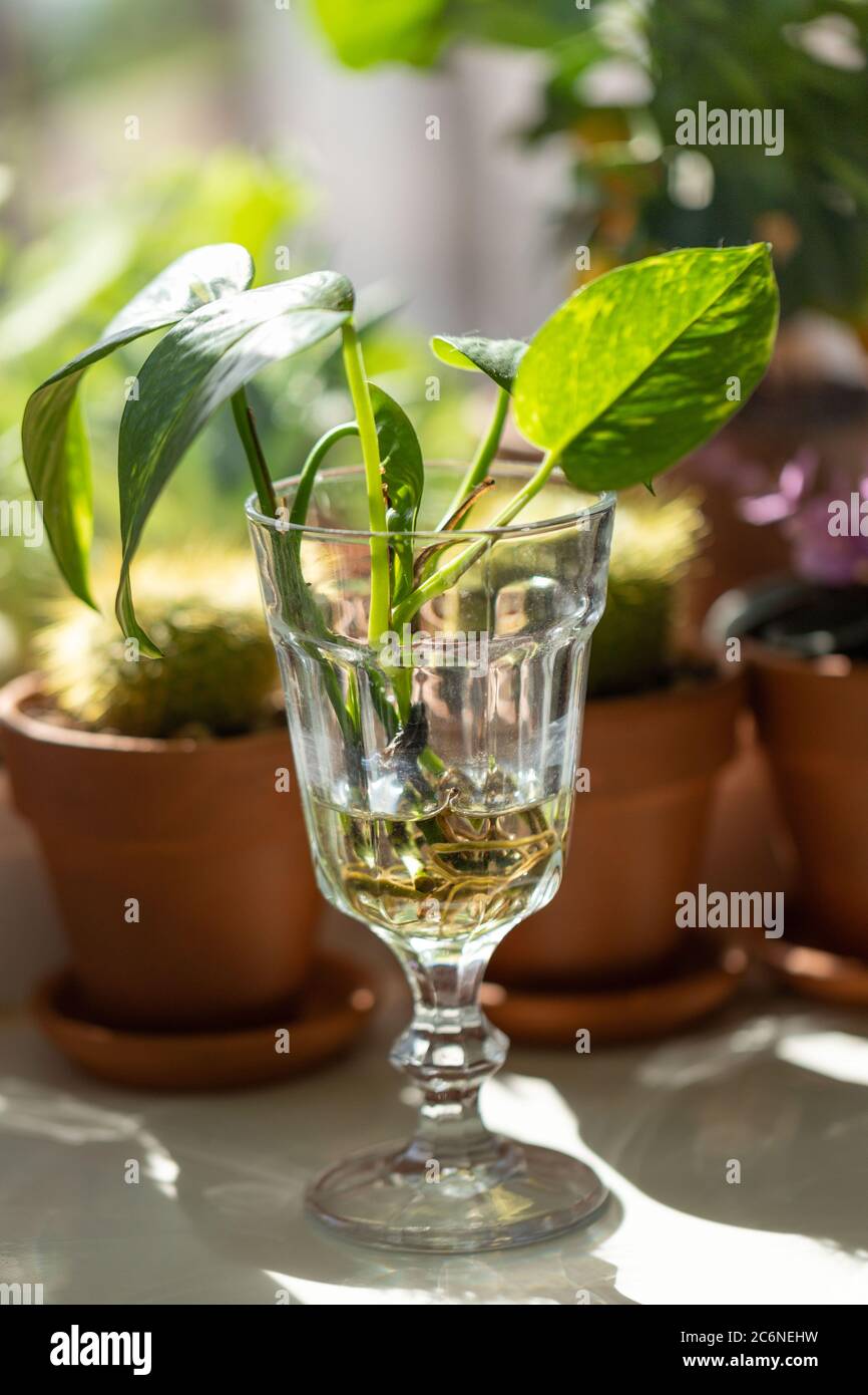Junge Sprossen von Golden Pothos / Epipremnum aureum mit Wurzel in transparentem Weinglas und Zimmerpflanzen in Terrakotta-Ton-Pflanztopf auf Fensterbank bei ho Stockfoto