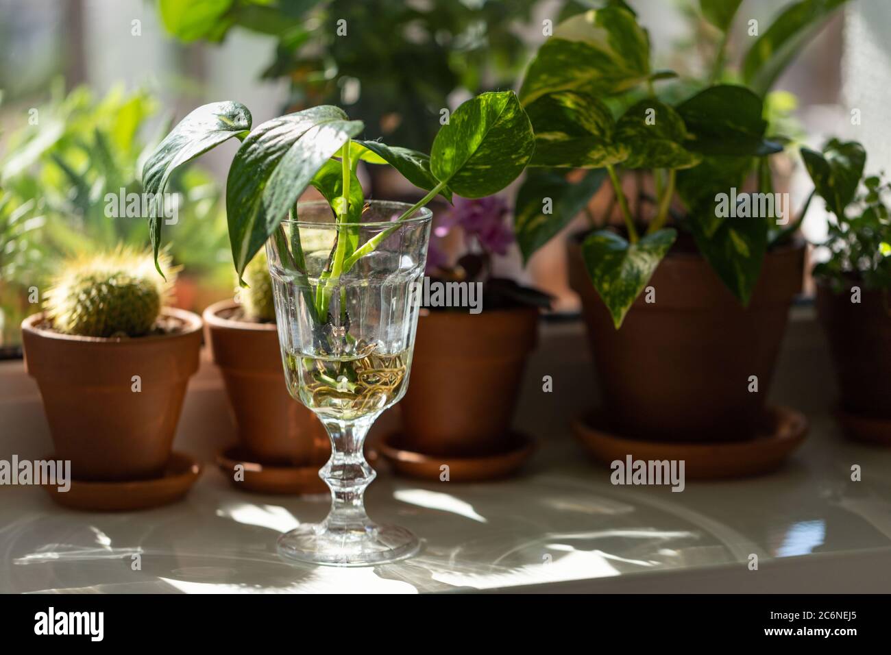Junge Sprossen von Golden Pothos / Epipremnum aureum mit Wurzel in transparentem Weinglas und Zimmerpflanzen in Terrakotta-Ton-Pflanztopf auf Fensterbank bei ho Stockfoto