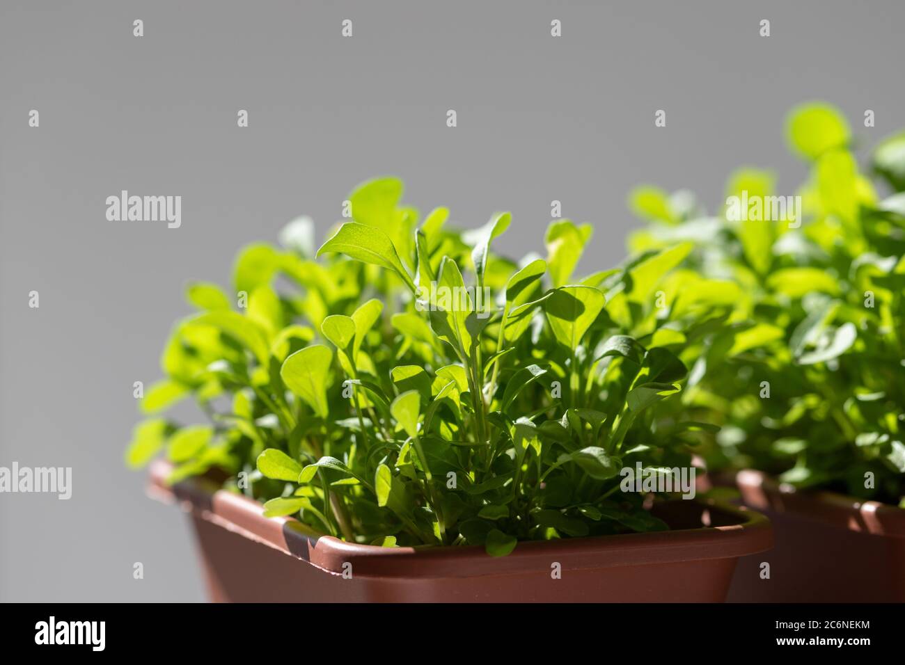 Junge grüne Rucola in Kunststofftöpfen, selektiv über grauem Hintergrund. Gartenarbeit, Sommer Pflanzen Stockfoto