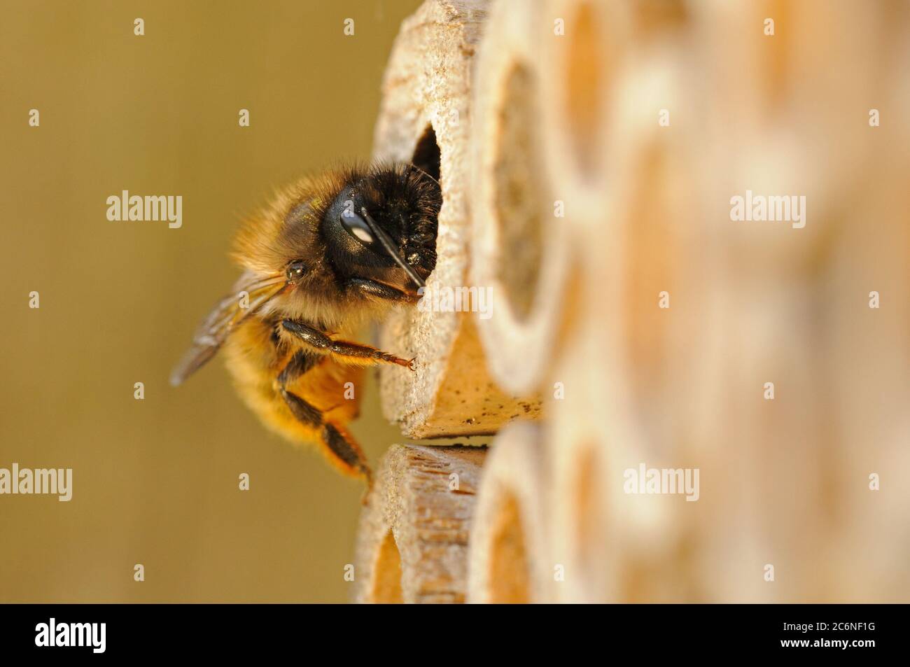 Rote Freimaurerbiene, Osmia rufa, am Eingang zum Nestloch, Bienennistkasten, Mai, Norfolk Stockfoto