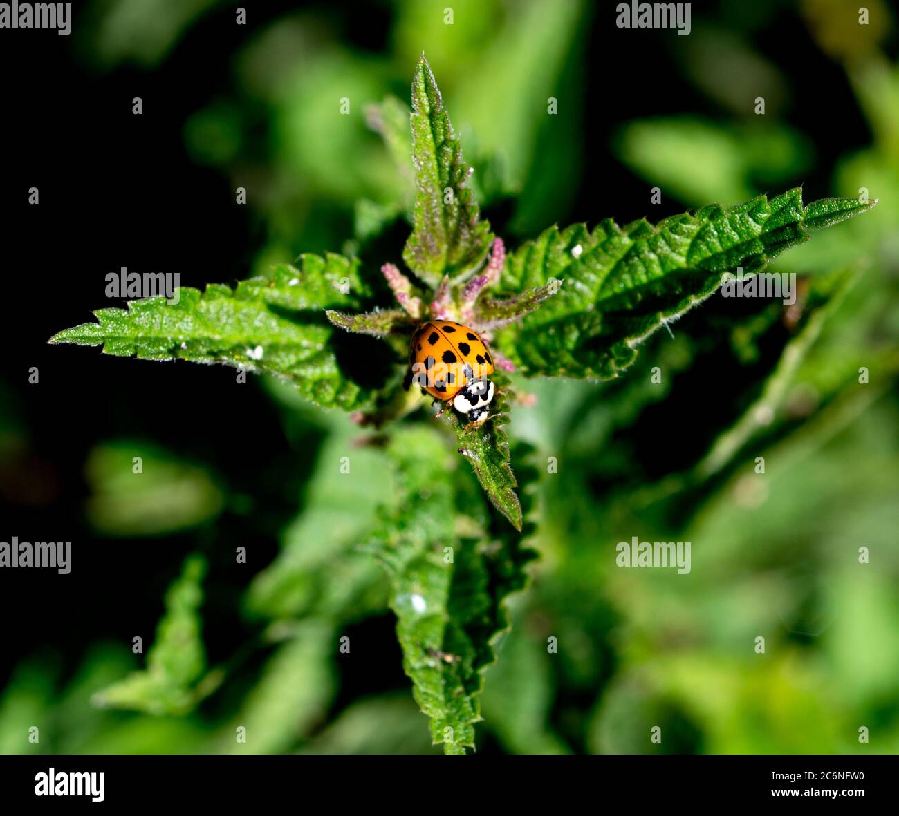 Ein Harlekin Marienkäfer (Harmonia axyridis) auf einer Brennnesselpflanze (Urtica dioica), Warwickshire, Großbritannien Stockfoto
