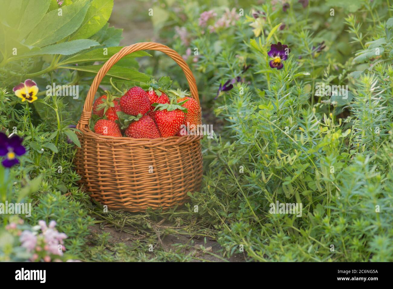 Sommerfutter mit Erdbeeren. Erdbeeren wachsen in einer natürlichen Umgebung. Erdbeere mit Blatt und blühende Blume aus nächster Nähe Stockfoto